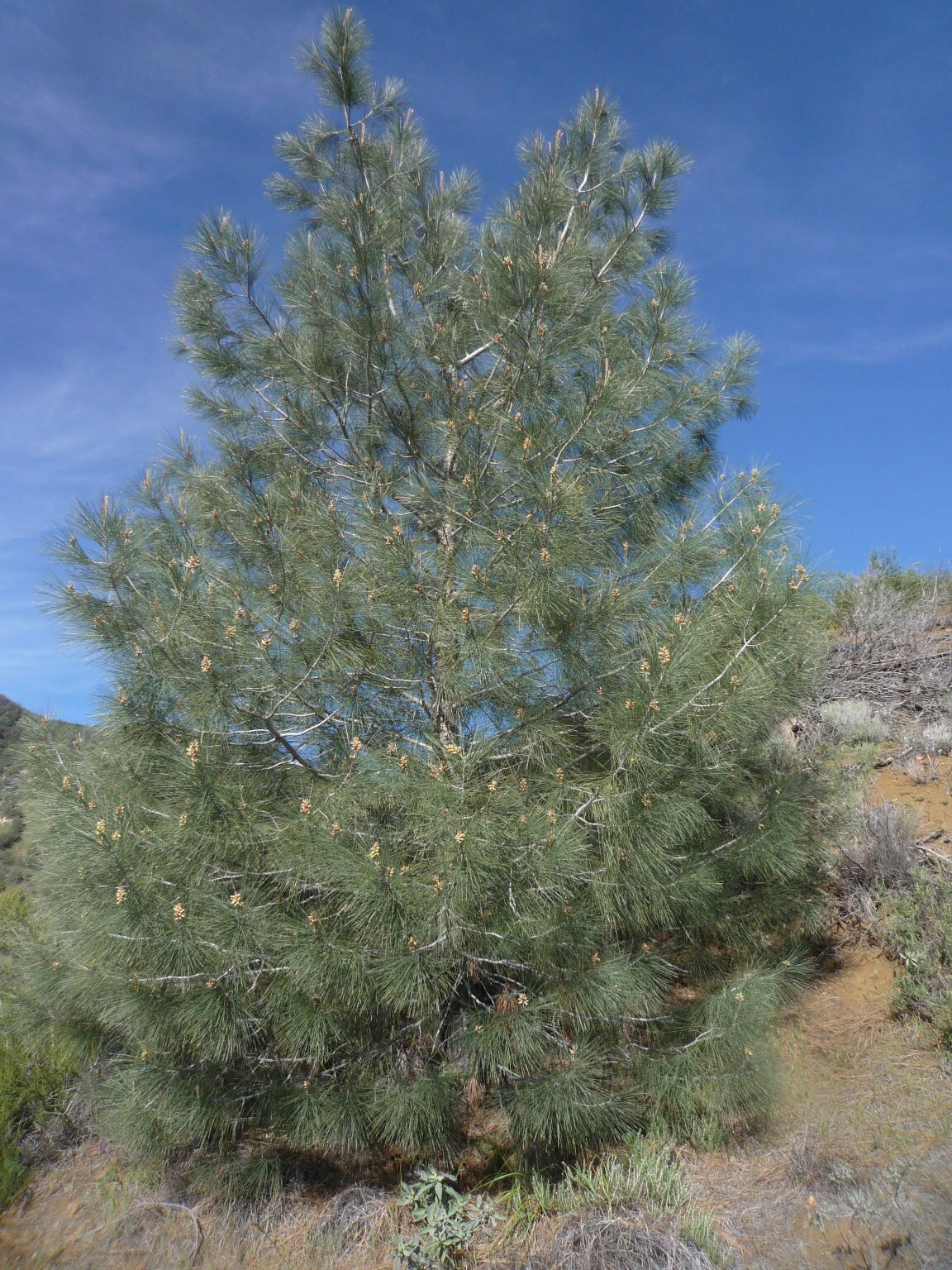 High Resolution Pinus coulteri Plant